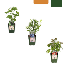 Buitenplant - "Vruchten feestje" BIO Fruitplanten mix - Set van 3 soorten