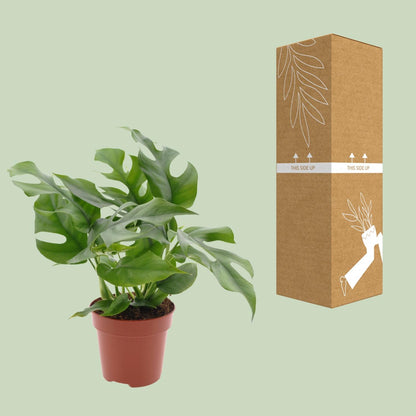 Kamerplant - Monstera Minima - Pot Ø 12cm Hoogte ↕ 25cm