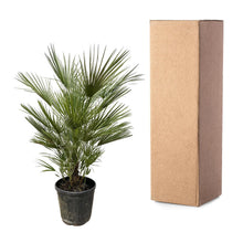 XL plant - Chamaerops Humilis - Pot Ø 30cm Hoogte ↕ 150cm
