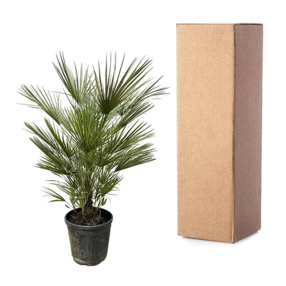XL plant - Chamaerops Humilis - Pot Ø 30cm Hoogte ↕ 150cm