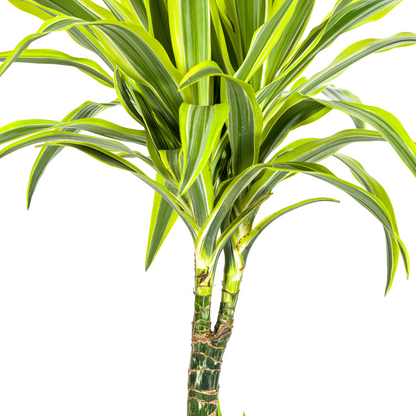 Kamerplant - Dracaena Deremensis Lemon Lime - Pot Ø 21cm Hoogte ↕ 90-110cm