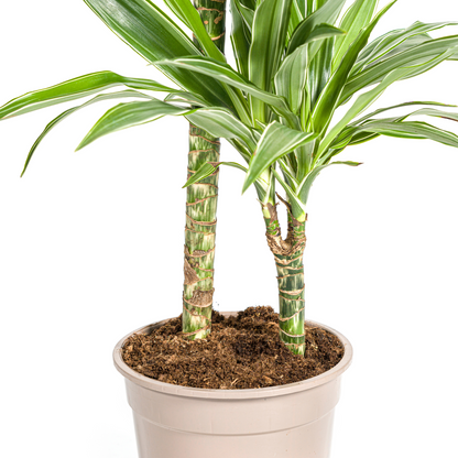 Kamerplant - Dracaena Deremensis White Stripe - Pot Ø 19cm Hoogte ↕ 70-90cm