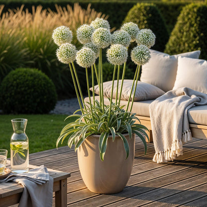 Buitenplant 3x Allium Mount Everest - Bloeiend - Bolmaat 16/18