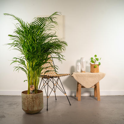 XL kamerplant - Areca Palm met pot - Pot Ø 24cm Hoogte ↕ 130cm