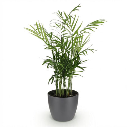 Kamerplant - Chamaedorea elegans - Goudpalm - Pot Ø 12cm Hoogte ↕ 15cm