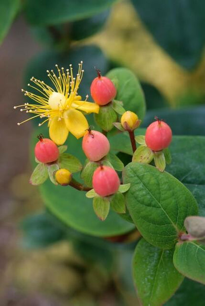 Buitenplant 60x Hypericum inodorum 'Annebel' - Bloeiend - Pot Ø 9cm