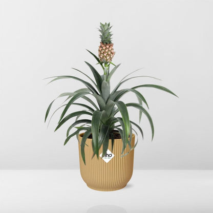 Kamerplant - Ananas Mi Amigo - Pot Ø 14cm