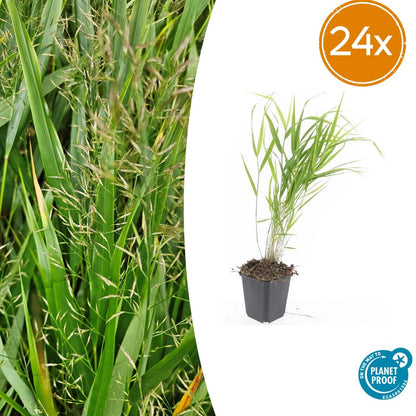 Buitenplant 24x Hakonechloa macra - Pot Ø 9cm Hoogte ↕ 10-25cm