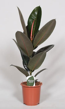 Kamerplant - Ficus Elastica Abidjan - Pot Ø 17cm Hoogte ↕ 60cm