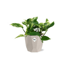 Kamerplant - Scindapsus (Epipremnum) Marble Queen - Pot Ø 14cm