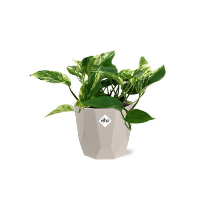 Kamerplant - Scindapsus (Epipremnum) Marble Queen - Pot Ø 14cm