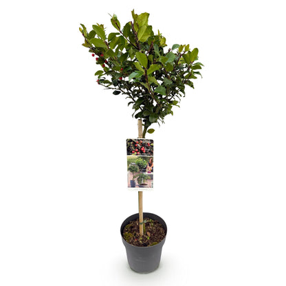 Buitenplant - Ilex meserveae 'Blue Maid' op stam - Winterhard, Rode bes - Pot Ø 19cm Hoogte ↕ 90cm
