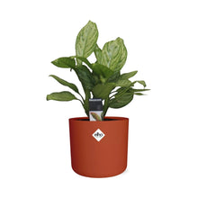 Kamerplant - Aglaonema Christina - Pot Ø 14cm
