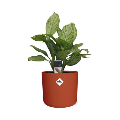 Kamerplant - Aglaonema Christina - Pot Ø 14cm