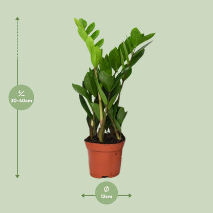 Kamerplant - Zamioculcas Zamiifolia - Pot Ø 12cm Hoogte ↕ 40cm