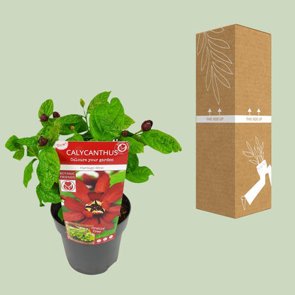 Buitenplant - Sinocalycanthus 'Hartlage Wine' - Bloeiend - Pot Ø 19cm Hoogte ↕ 30cm