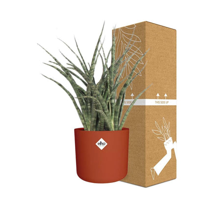 Kamerplant - Sansevieria Fernwood Punk - Pot Ø 14cm