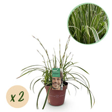 Buitenplant 2x Carex morrowii 'Ice Dance' - Bladhoudend - Pot Ø 17cm Hoogte ↕ 50cm
