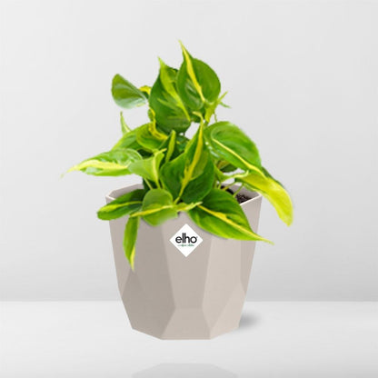 Kamerplant - Philodendron Scandens 'Brasil' - Hangplant - Pot Ø 14cm