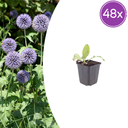 Buitenplant 48x Echinops ritro - Pot Ø 9cm Hoogte ↕ 10-25cm