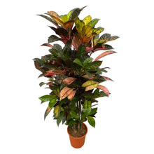 XL kamerplant - Codiaeum (Croton) Iceton vertakt - Pot Ø 24cm Hoogte ↕ 110cm