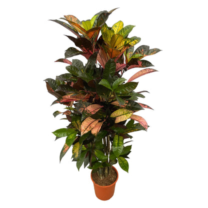 XL kamerplant - Codiaeum (Croton) Iceton vertakt - Pot Ø 24cm Hoogte ↕ 110cm