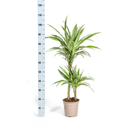 Kamerplant - Dracaena Deremensis White Stripe - Pot Ø 19cm Hoogte ↕ 70-90cm