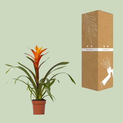 Kamerplant - Guzmania Variada - Pot Ø 12cm Hoogte ↕ 50cm