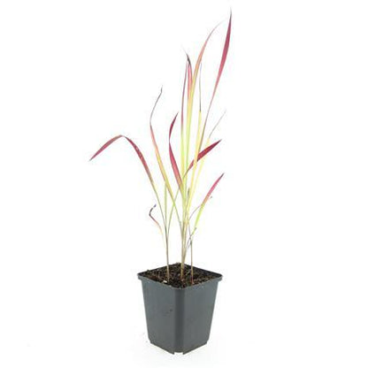 Buitenplant 24x Imperata cylindrica 'Red Baron' - Pot Ø 9cm Hoogte ↕ 10-25cm
