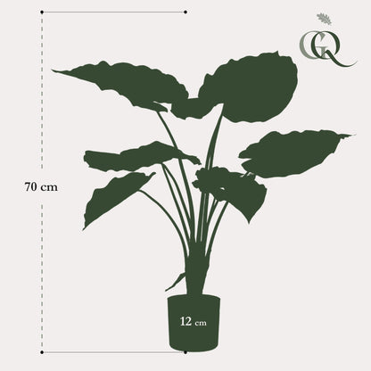 Kunstplant - Alocasia Olifantsoor - Hoogte ↕ 70cm