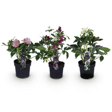 Buitenplant 3x Helleborus orientalis Double Tricolour - Bloeiend - Pot Ø 14cm Hoogte ↕ 35cm