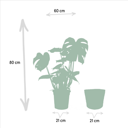 Kamerplant Set - Monstera Deliciosa + Musa Dwarf Cavendish + Strelitzia Nicolai + Mand Igmar