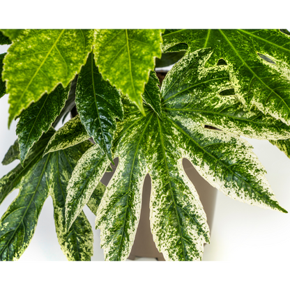 Kamerplant - Fatsia Japonica 'Spider's Web' - Pot Ø 19cm Hoogte ↕ 40-50cm