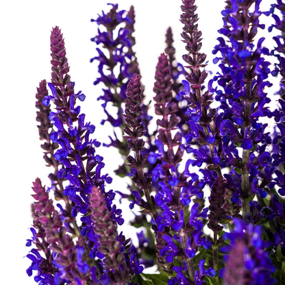 Buitenplant - Salvia nemorosa Rianne - Bloeiend - Pot Ø 19cm Hoogte ↕ 50-60cm