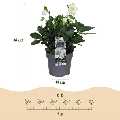 Buitenplant - Helleborus Christmas Carol - Bloeiend - Pot Ø 14cm Hoogte ↕ 30cm