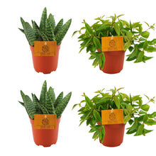 Kamerplant 4x combinatieset - 2x Aloe Paradisicum + 2x Peperomia Ang. Rocca Vivace - Pot Ø 10.5cm Hoogte ↕ 10cm