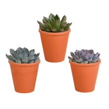 Kamerplant 3x Echeveria mix - In terracotta pot - Pot Ø 8.5cm