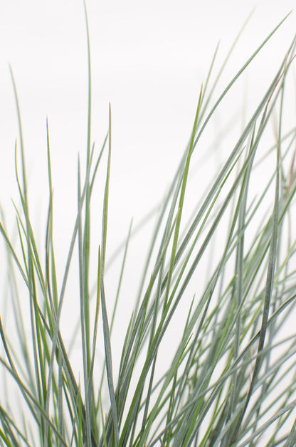 Buitenplant - Festuca glauca Azura Blue - Pot Ø 19cm Hoogte ↕ 40cm