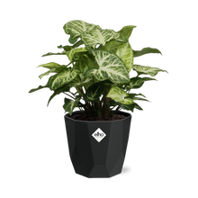 Kamerplant - Syngonium Arrow - Pot Ø 14cm