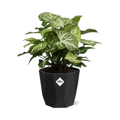 Kamerplant - Syngonium Arrow - Pot Ø 14cm