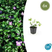 Buitenplant 6x Vinca major - Groenblijvend - Pot Ø 9cm Hoogte ↕ 10-25cm