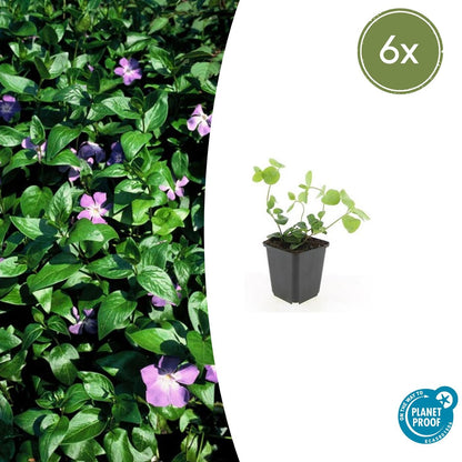 Buitenplant 6x Vinca major - Groenblijvend - Pot Ø 9cm Hoogte ↕ 10-25cm