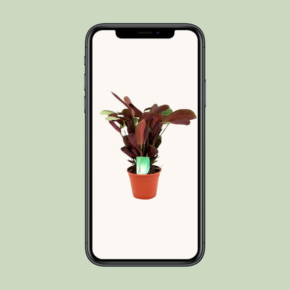 Kamerplant - Ctenanthe Amagris - Pot Ø 14cm Hoogte ↕ 25cm