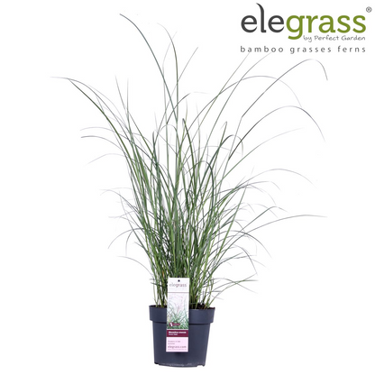 Buitenplant - Miscanthus sinensis Ferner Osten - Pot Ø 23cm Hoogte ↕ 60cm