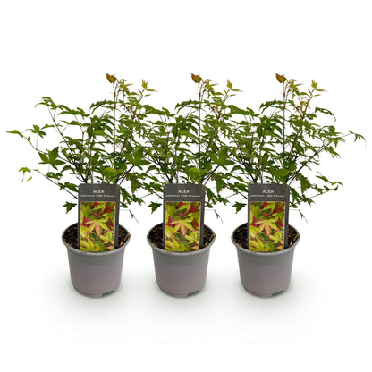 Buitenplant 3x Acer palmatum Little Princess - Pot Ø 12cm Hoogte ↕ 35cm