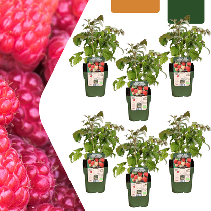 Buitenplant 6x Biologische frambozenplanten - Pot Ø 13cm Hoogte ↕ 20cm