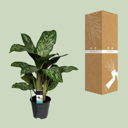 Kamerplant - Aglaonema Greenlight - Pot Ø 17cm Hoogte ↕ 60cm