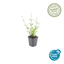 Buitenplant 48x Verbena bon. 'Lollipop' - Pot Ø 9cm Hoogte ↕ 10-25cm