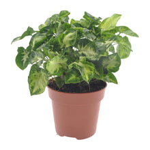 Kamerplant - Syngonium Pixie - Pot Ø 12cm Hoogte ↕ 20cm