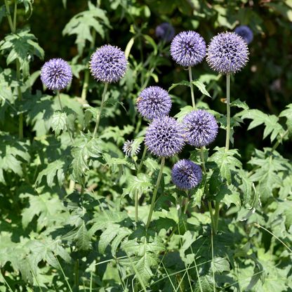 Buitenplant 12x Echinops ritro - Bloeiend - Pot Ø 9cm Hoogte ↕ 10-25cm